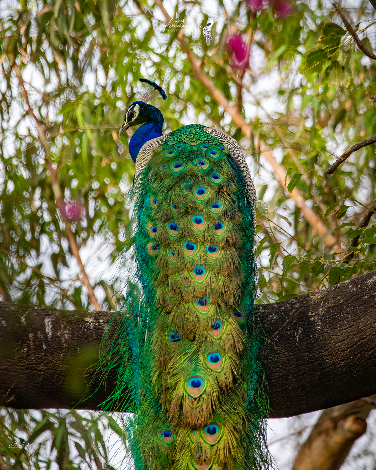 A colorful peacock perched on a tree branch, displaying its long iridescent green and blue tail feathers with vivid eye patterns amid lush foliage and soft natural light.