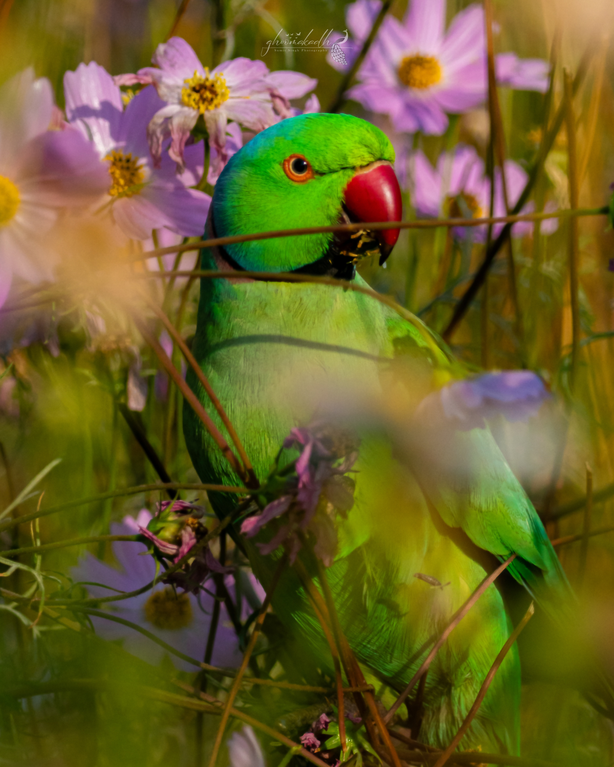 A vibrant green parakeet perched among blooming pink wildflowers, its bright red beak and vivid feathers glowing softly through a dreamy blur of foliage and natural sunlight.