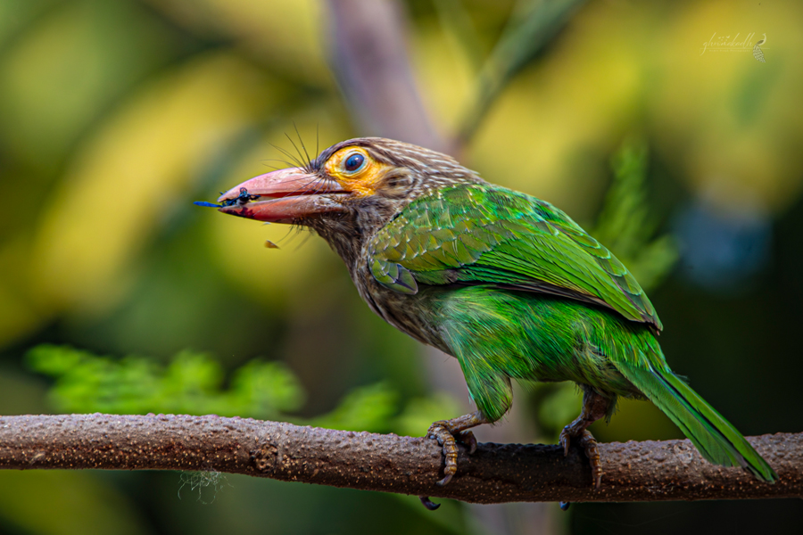 A vibrant green parakeet perched among blooming pink wildflowers, its bright red beak and vivid feathers glowing softly through a dreamy blur of foliage and natural sunlight.