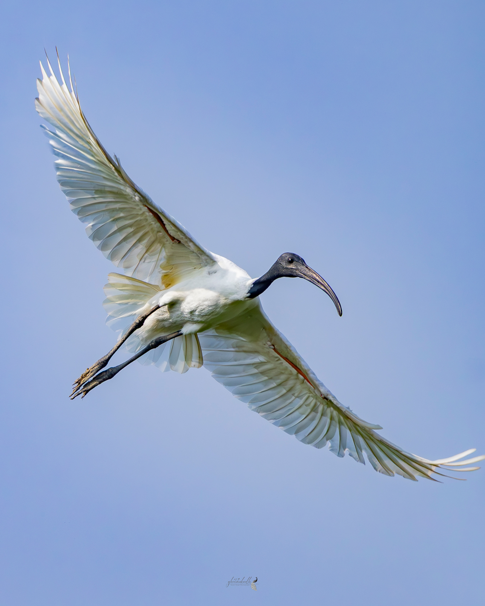Wings stretched wide, tracing silence across the open sky