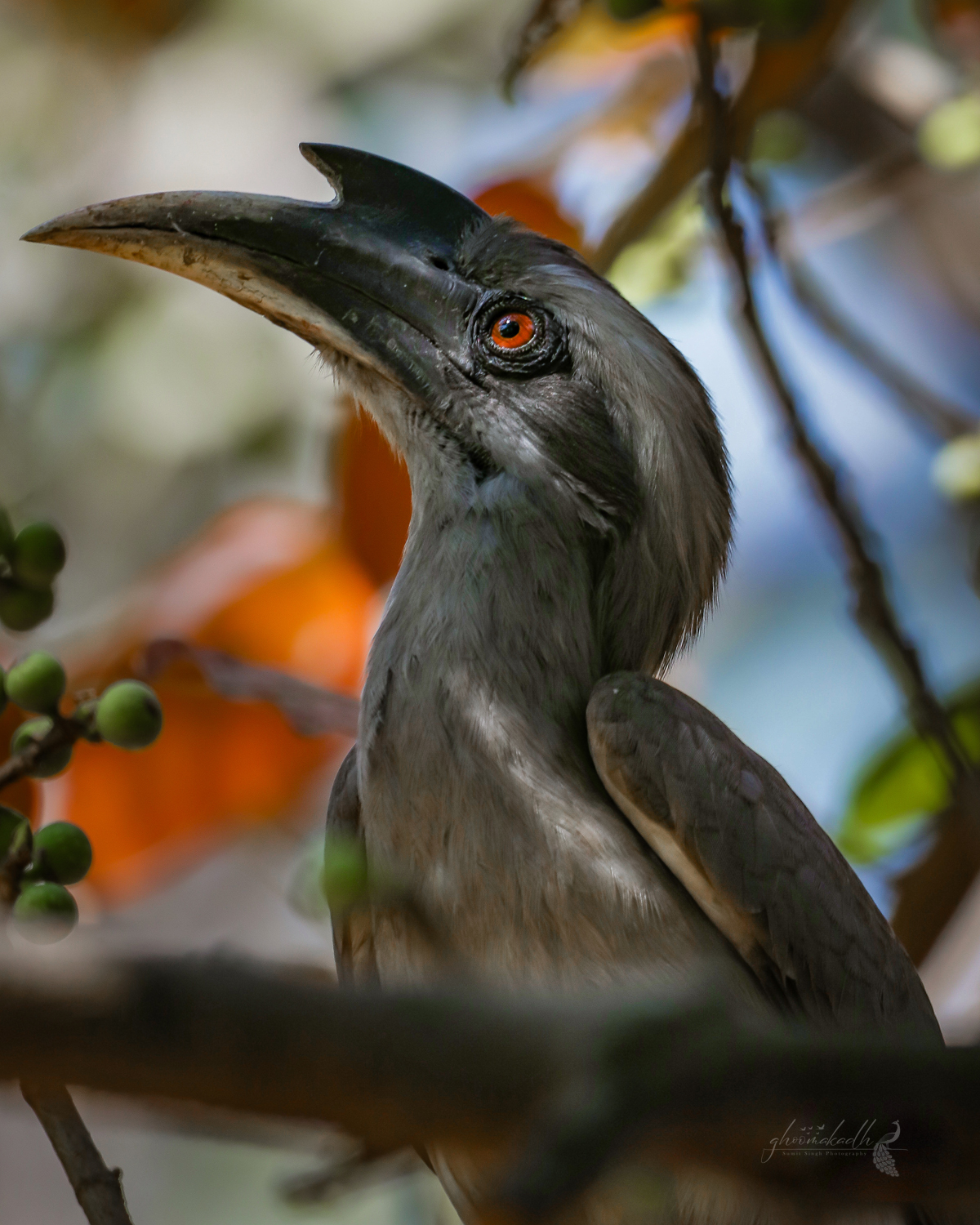 Eyes that carry the silence of the forest, and a beak shaped by the wild.