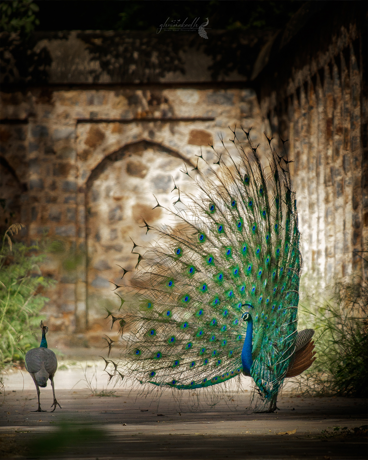 A majestic peacock displaying its fully spread iridescent feathers on a quiet pathway beside ancient stone walls, while another peacock walks nearby in the soft natural light.
