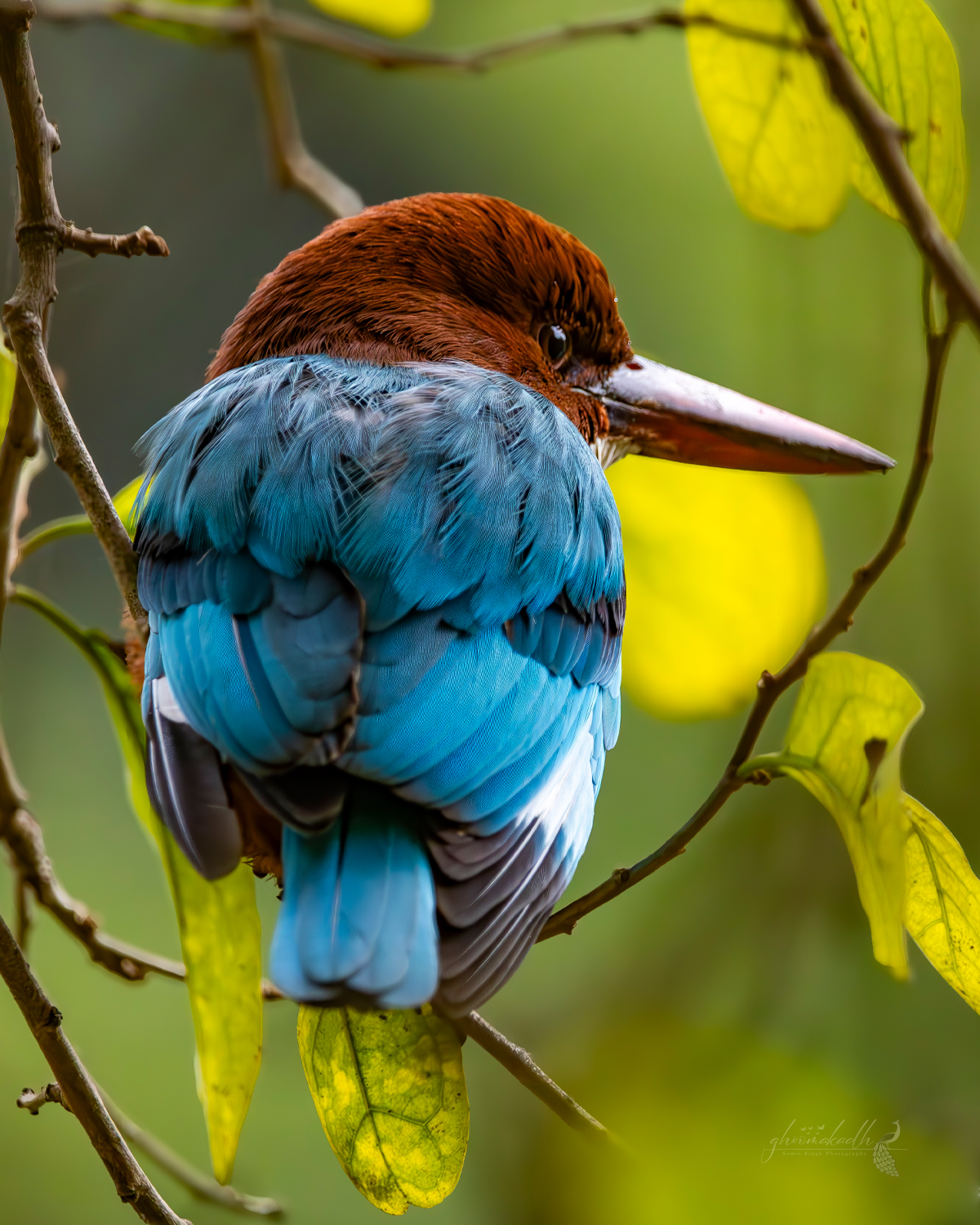 Wrapped in shades of blue, waiting quietly between light and leaves.