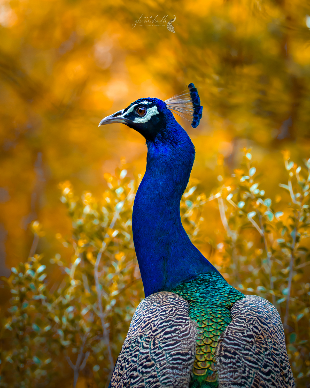 A majestic peacock standing tall against a dreamy golden forest backdrop, showcasing its vibrant blue neck, emerald feather patterns, and elegant crest in soft natural light.