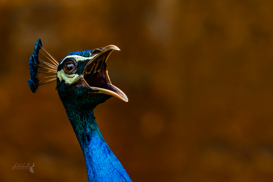 A majestic peacock standing tall against a dreamy golden forest backdrop, showcasing its vibrant blue neck, emerald feather patterns, and elegant crest in soft natural light.