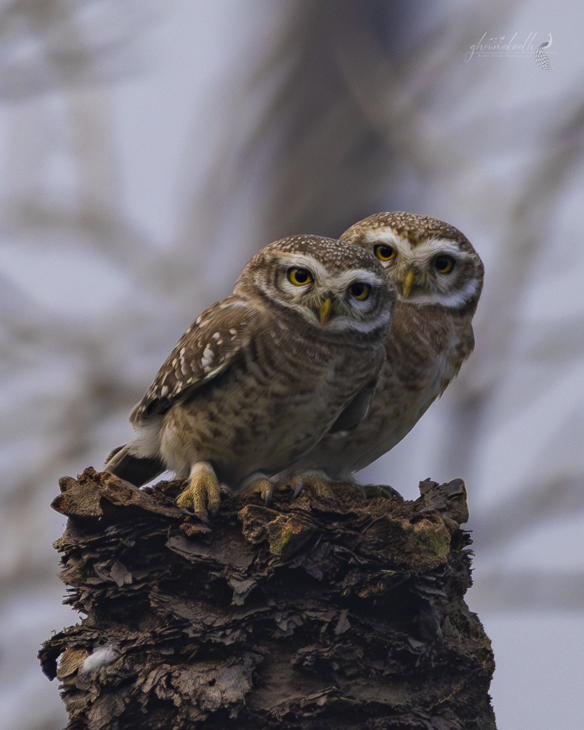 Eyes that carry the silence of the forest, and a beak shaped by the wild.