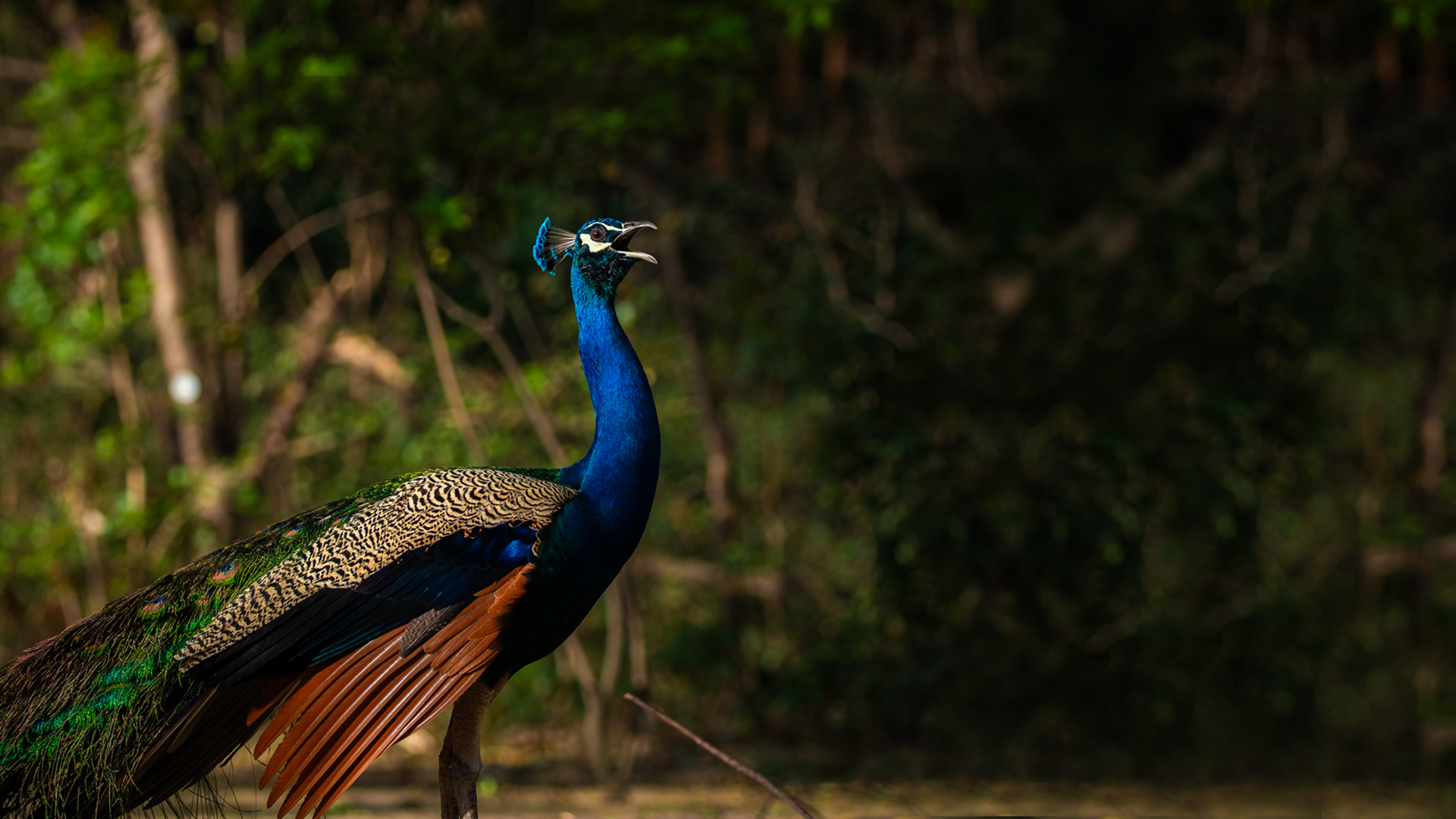 A striking peacock with its vibrant tail fully fanned out stands beside a peahen near rustic stone walls, showcasing intricate eye-patterned feathers in a natural outdoor setting.