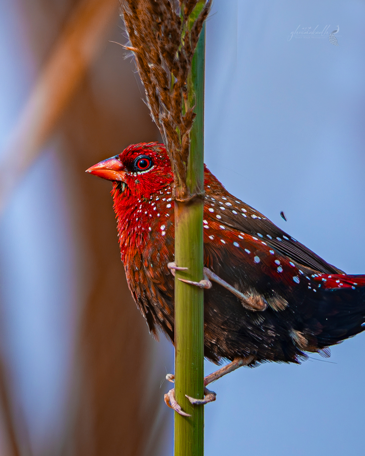 A tiny spark of crimson hidden among the reeds.